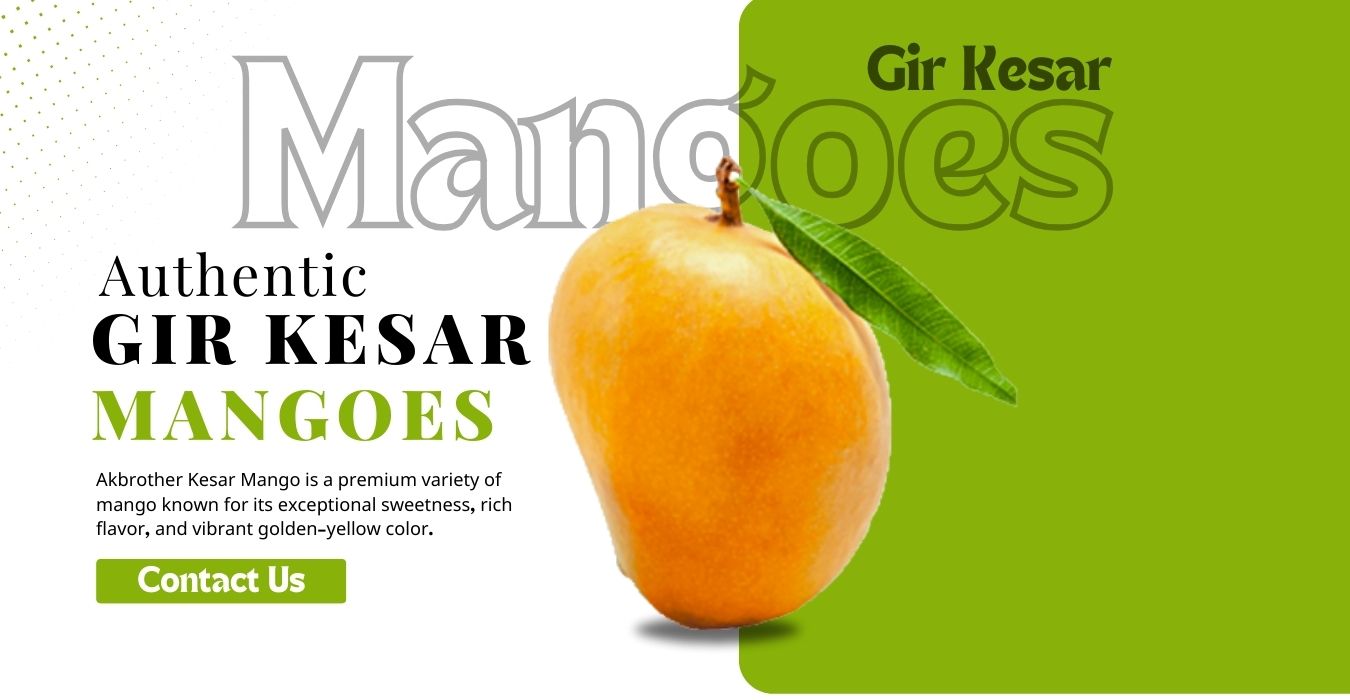 Gir-Kesar-mango-exporter