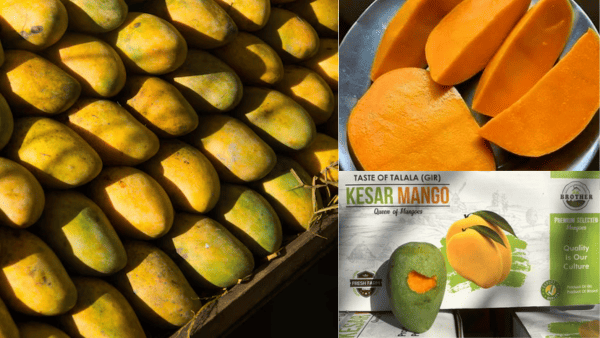 Premium Kesar Mango