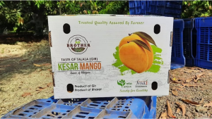 Kesar Mango