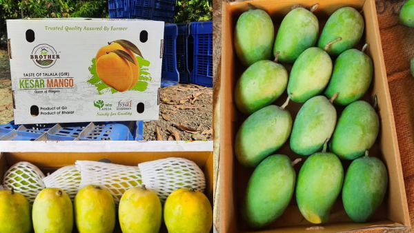 Fresh Kesar Mango