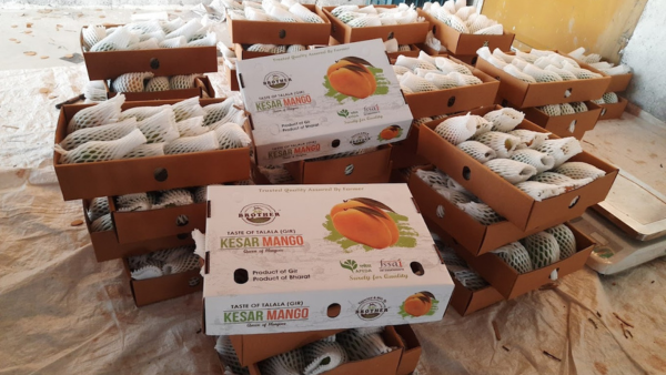 Authentic Indian Kesar Mango