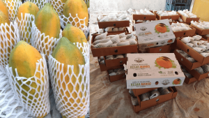 Premium Quality Kesar Mango